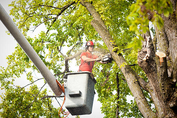 Best Hedge Trimming  in Lebanon, VA